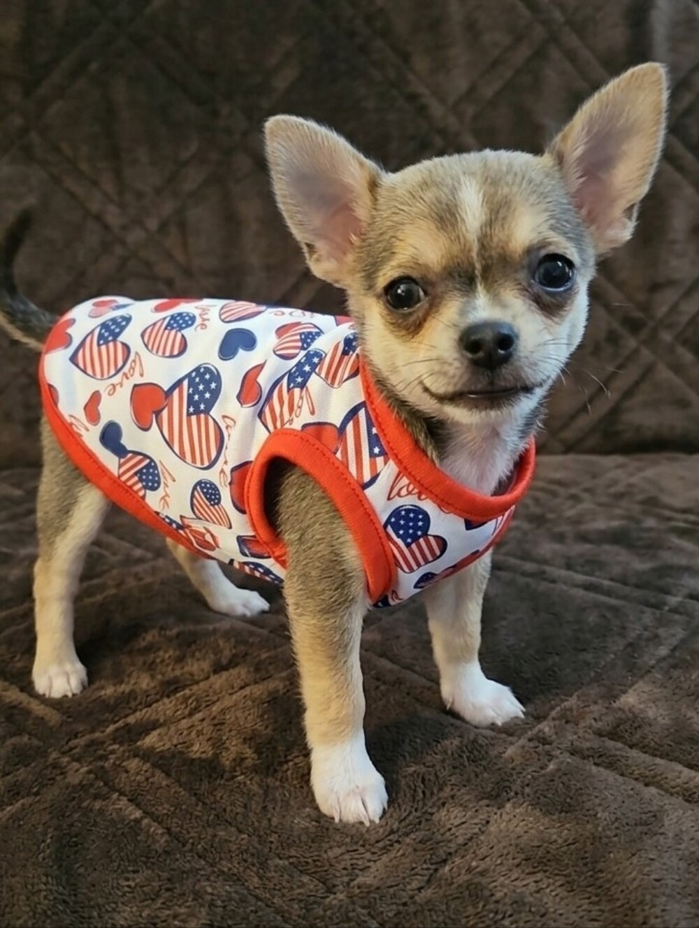 Dog Clothes - Picture 2 of 16